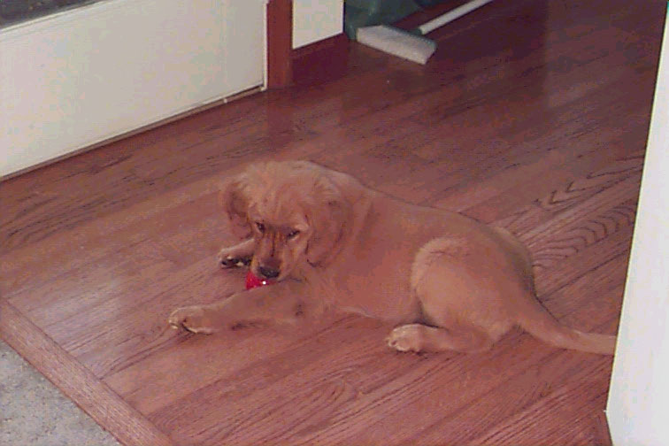 Picture of Copper on kitchen floor