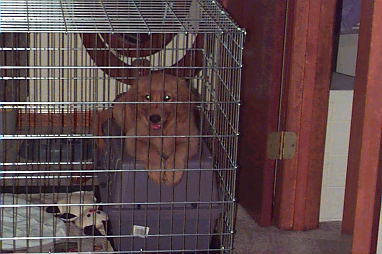 Picture of Copper in large cage