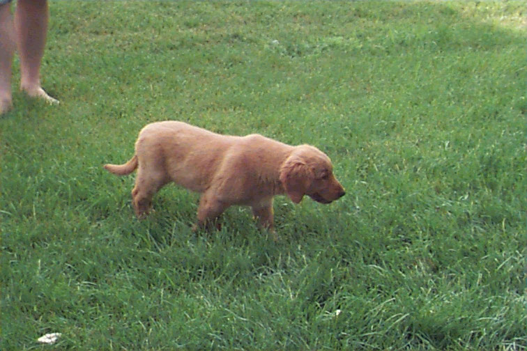 Copper running around in the back yard