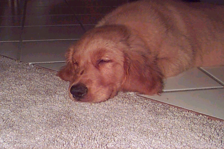 Copper sleeping